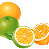 食品　柑橘類